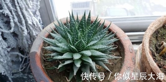 多肉|室内的“3种耐阴多肉”,光线不强也能养爆盆,朋友看到都夸漂亮