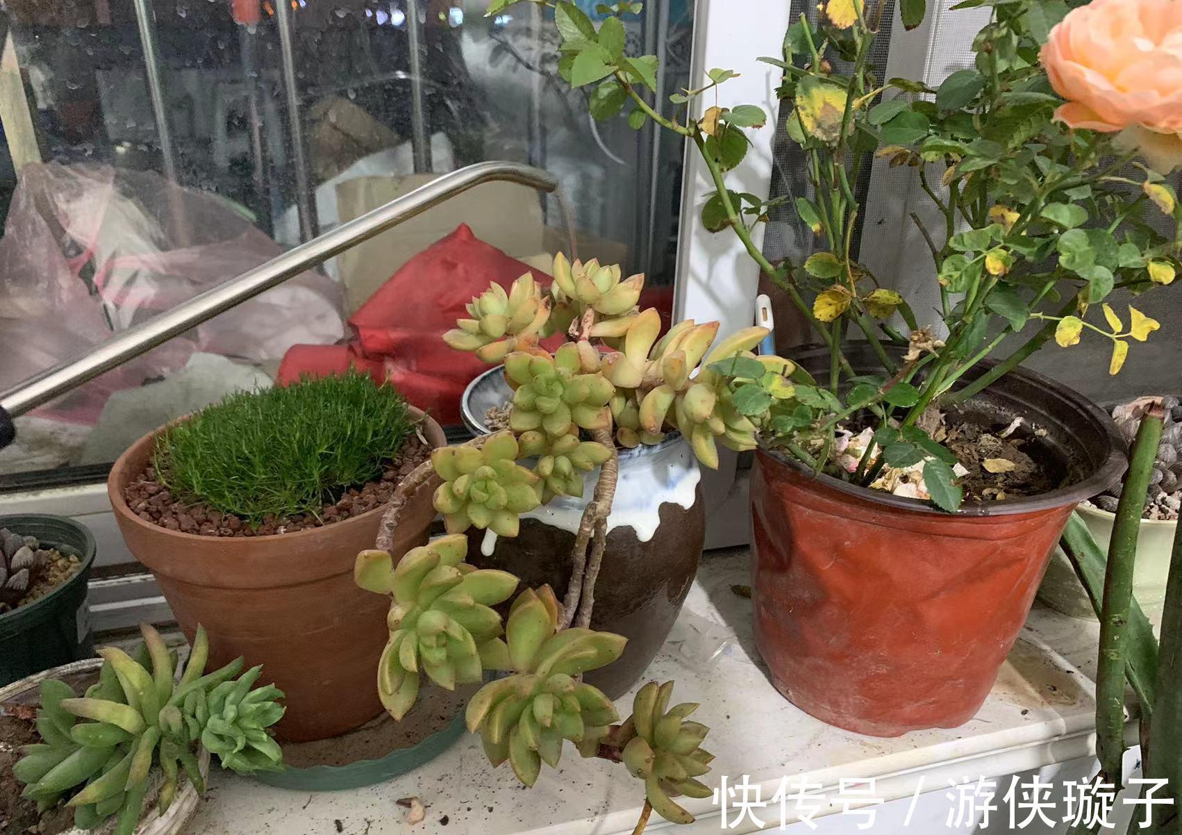 根系|7种大盆栽,冬天正“虚弱”,赶紧断水,多浇一杯水,灌死一大片