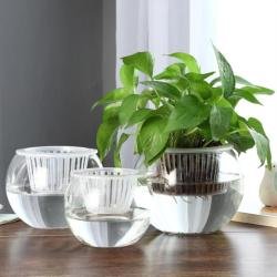 超级实用的水培指南，学会轻松变身养花达人，养花没难度