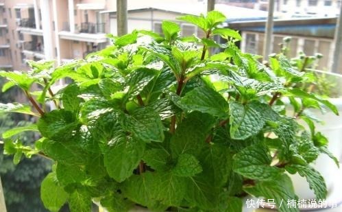 野外4种“野盆栽”,随便挖回家一棵,漂亮无比,省下买花钱