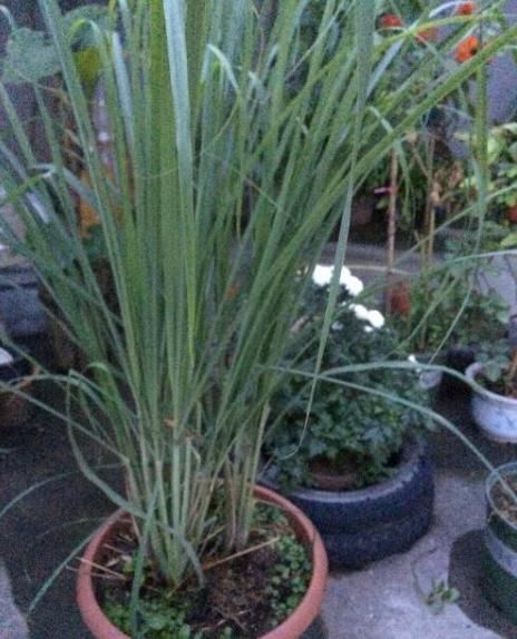 家里养“2种香草”，不仅清新空气又防蚊，还安全可食，太好了