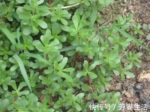马生菜|路边随处可见的一种野菜，特别耐旱，用来蒸菜馍，非常美味！