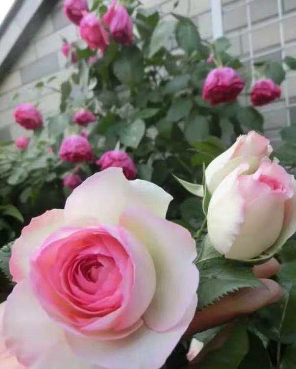 泥炭土多少钱一斤