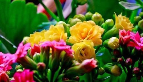 4种花漂亮又便宜,沾土就开花,开花爆盆很漂亮,越养越喜欢