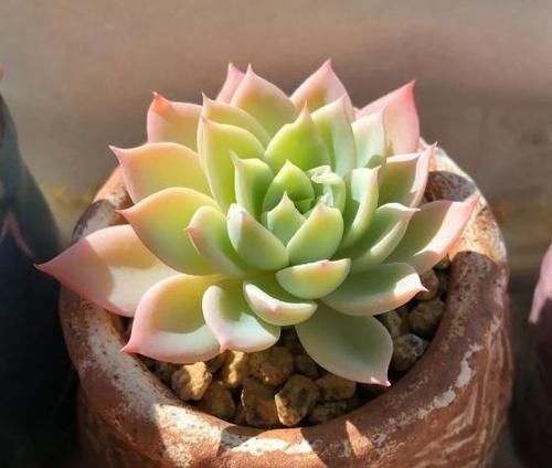 多肉植物|多肉,懒人花友的“心头好”,上班族的“小萌宠”,好看又好养