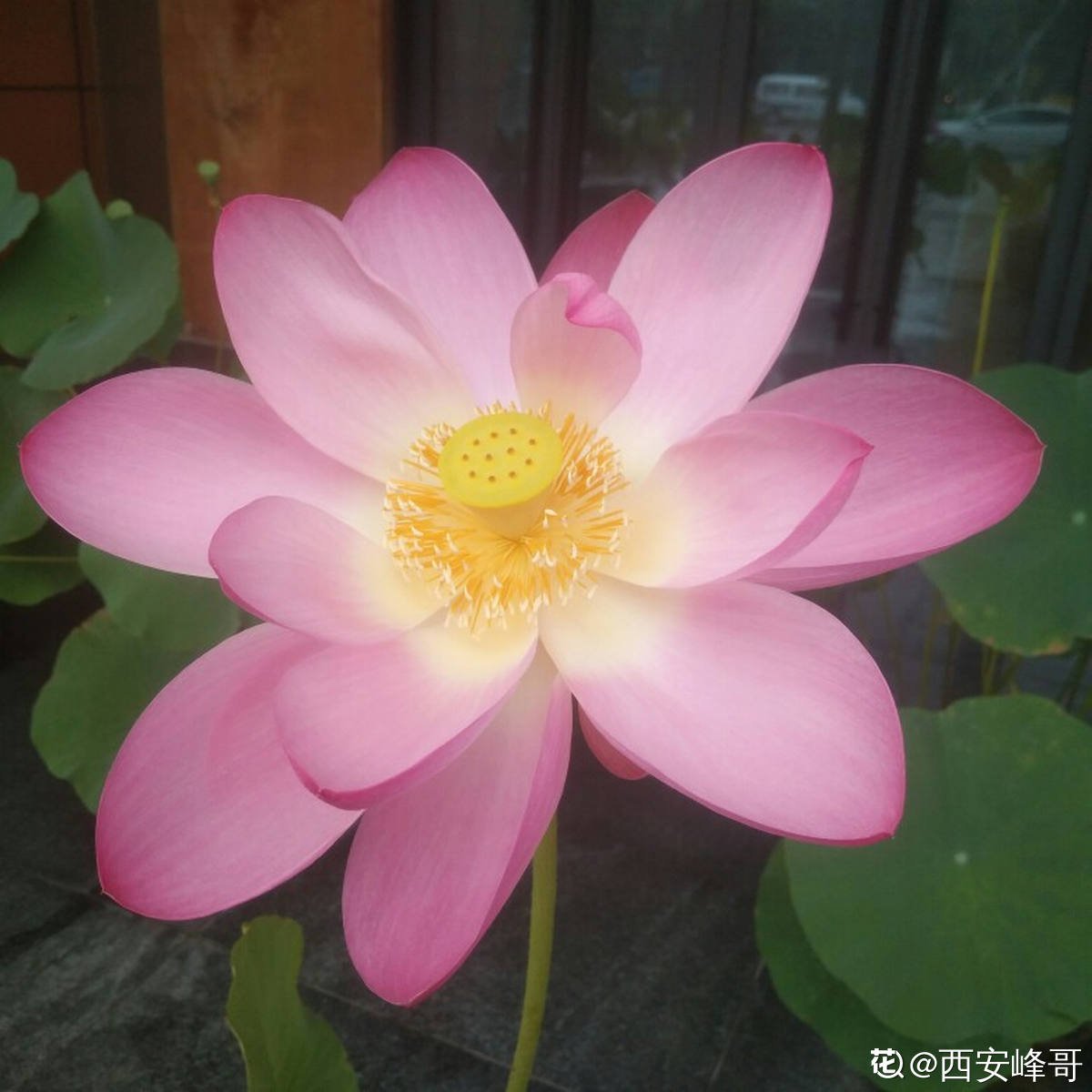 芙蓉花|这3种“芙蓉”花，你见过几种？夏去秋来都在开，美丽和诗情并存