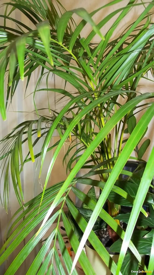 散尾葵买没几天就不断黄叶，还容易招惹害虫，真有这么难养吗？