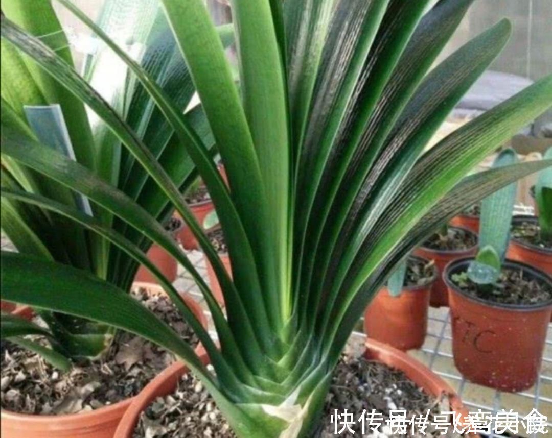 养君子兰，掌握4个养护“技巧”，根系粗壮，叶子油绿光亮