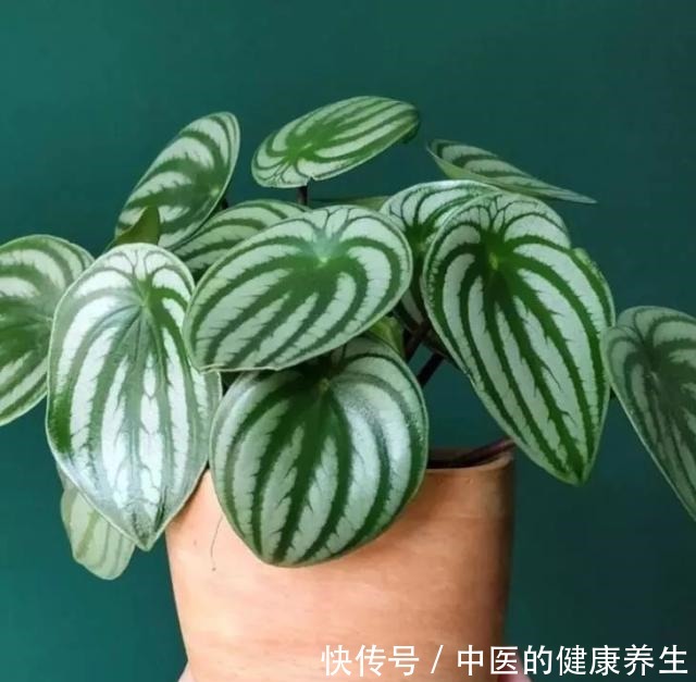 别养绿萝了,这20种耐阴植物,养在家里更合适!