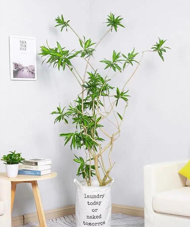 玉树|客厅见树,家业稳固,适合客厅养的8种树,大气美观,增添幸福感