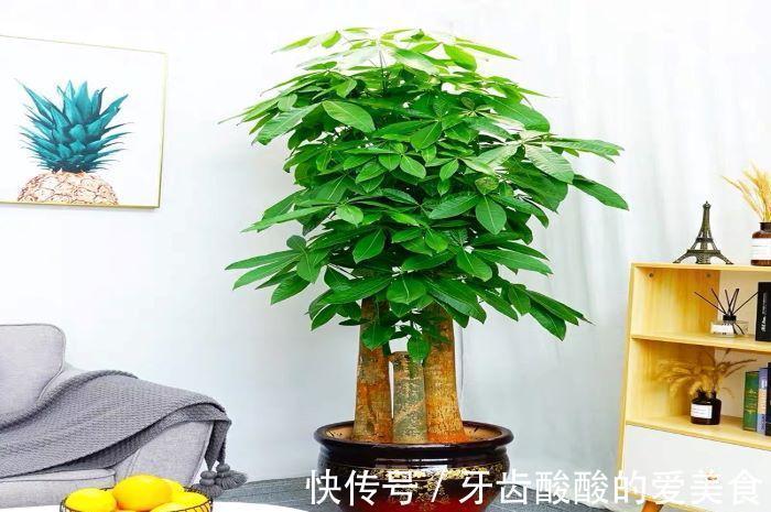 老桩|五种“大老桩”却要小盆养,用对盆,少管多晒更利于生长