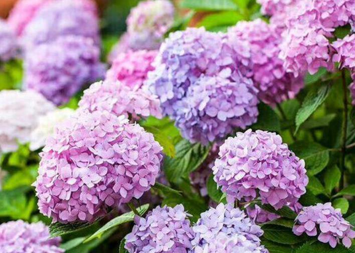 绣球花|4种花是花中劳模,一年四季开花不断,不易生病好养护