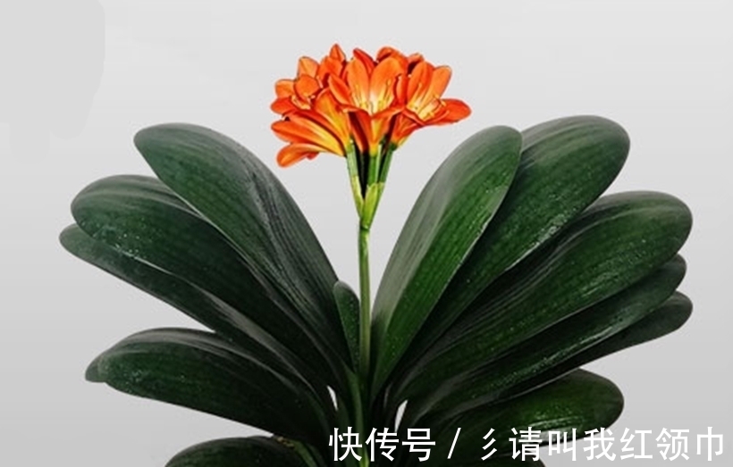 开花期|室内养兰花和君子兰,怎样让花箭窜得高?三个方法简单实用