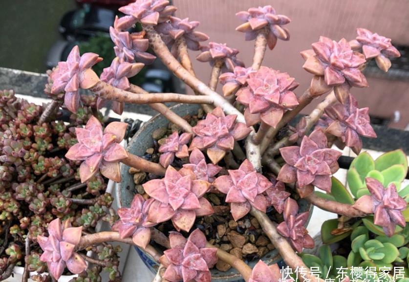 阳台|阳台养多肉容易徒长?新手朋友不妨试试这些品种,相信你不会失望