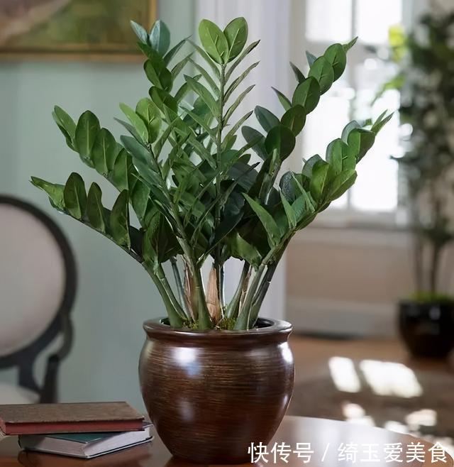 发财树|金钱树与发财树,谁更旺?左右为难,不如一起栽培