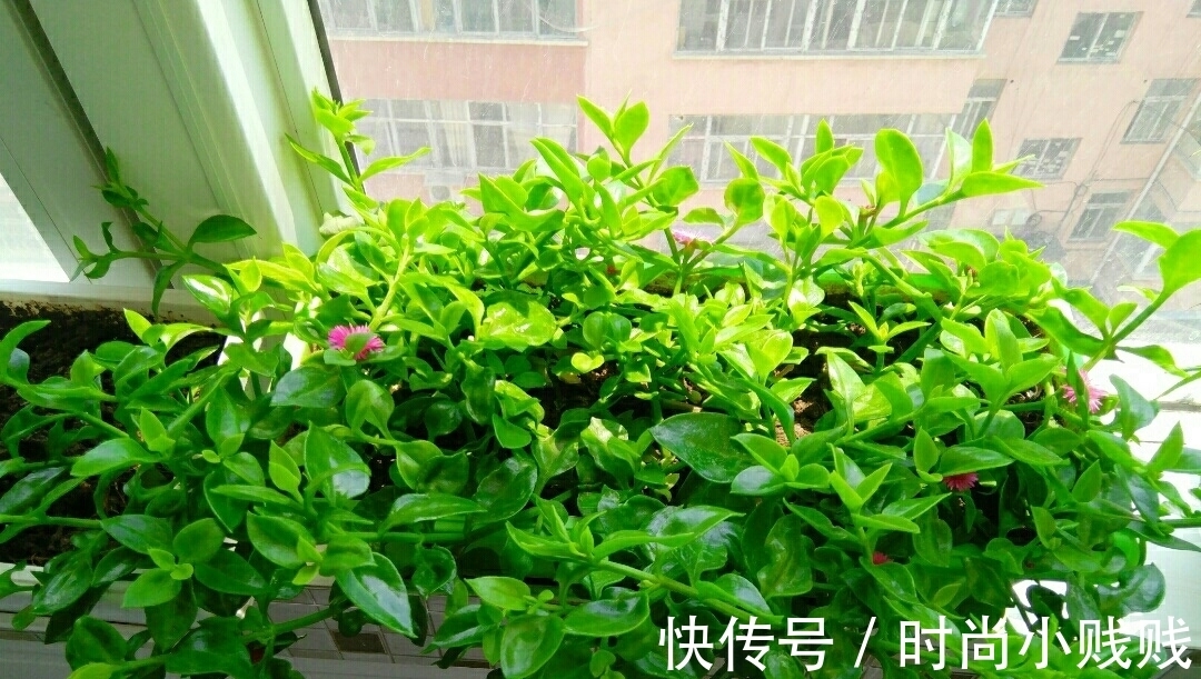 六种花是有名的“生活小帮手”,建议养一盆,以备不时之需