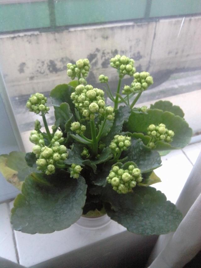 蟹爪兰|长寿花和蟹爪兰可以做邻居吗原来这么“养”，枝叶茂密花开不断