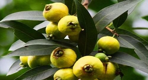 水蒲桃|聪明的人爱吃3种食物，排毒清肠，抗衰老，补益身体