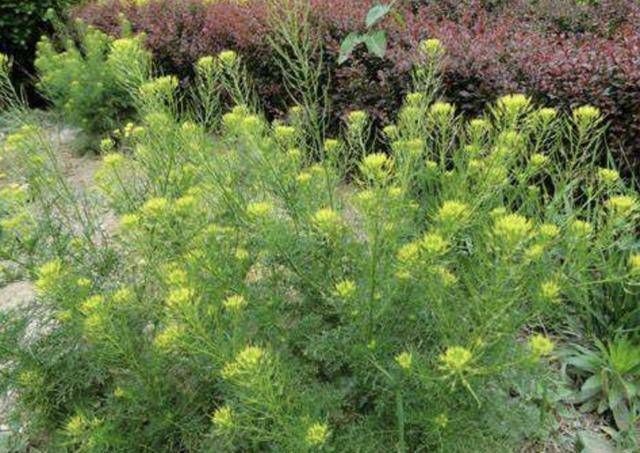 墙角下,有1种野生的“植物”,人称“播娘蒿”,结出的种子珍贵