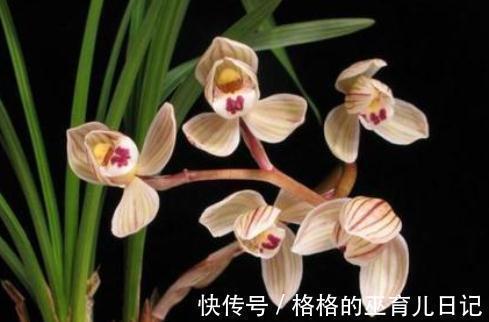 吊兰|它和“吊兰”一样好养,花叶双艺,芳香怡人,勤花勤草显档次