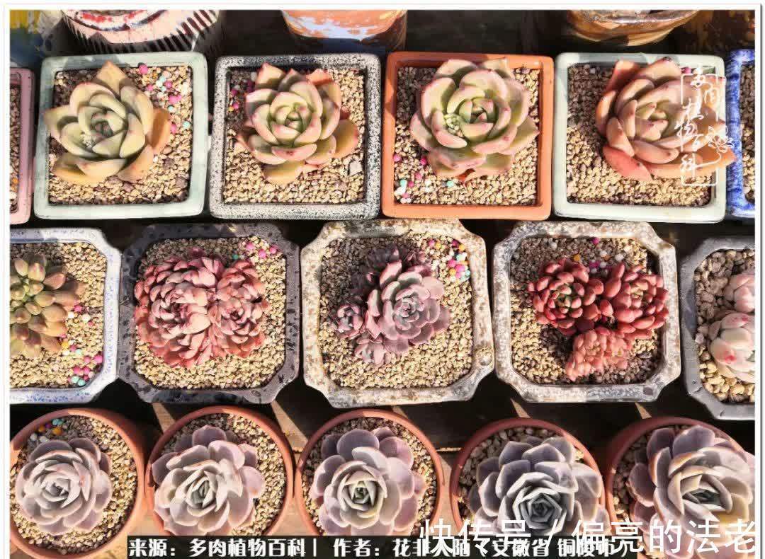 感恩遇见,感谢有你——多肉