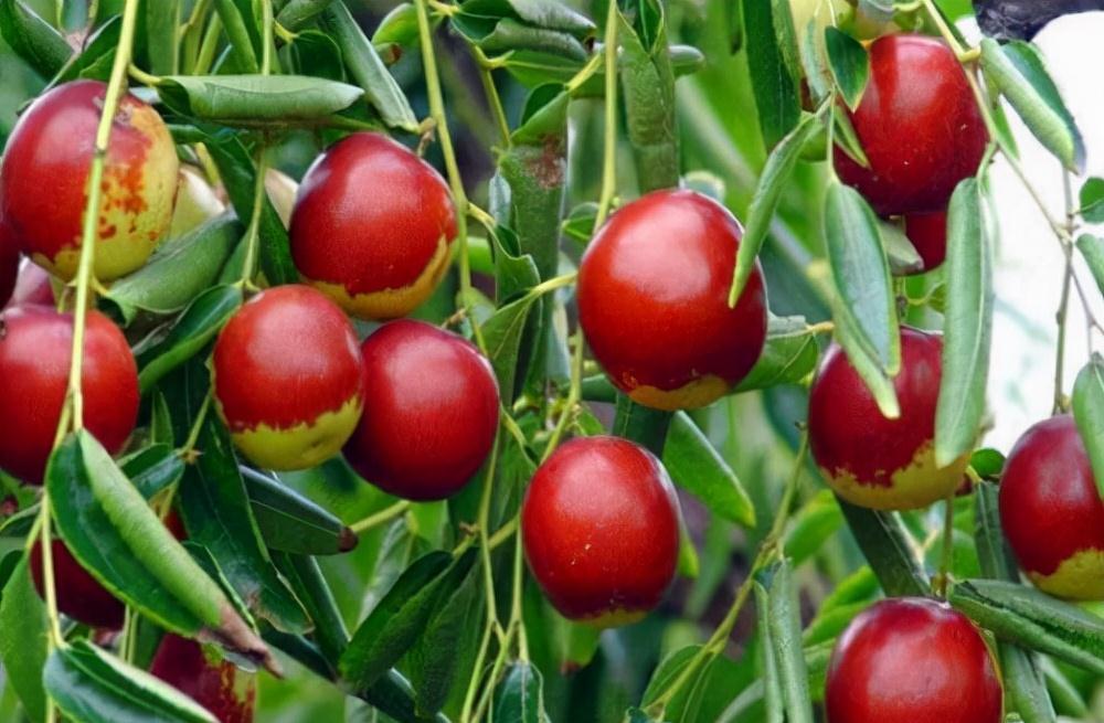 疏通|女性爱美,坚持多吃的好食物,疏通血管,延缓衰老,吃了都说好