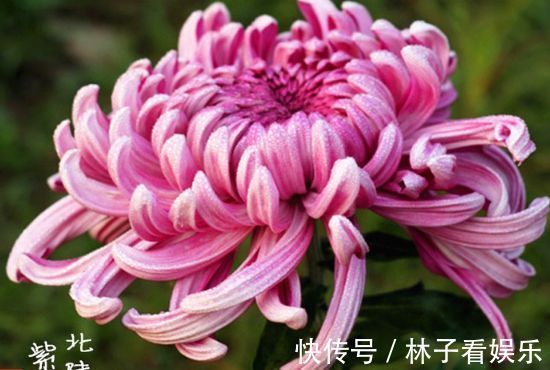 北陆紫玉|喜欢菊花，不如养“菊中稀品”北陆紫玉，似高雅贵人，姿容美丽！