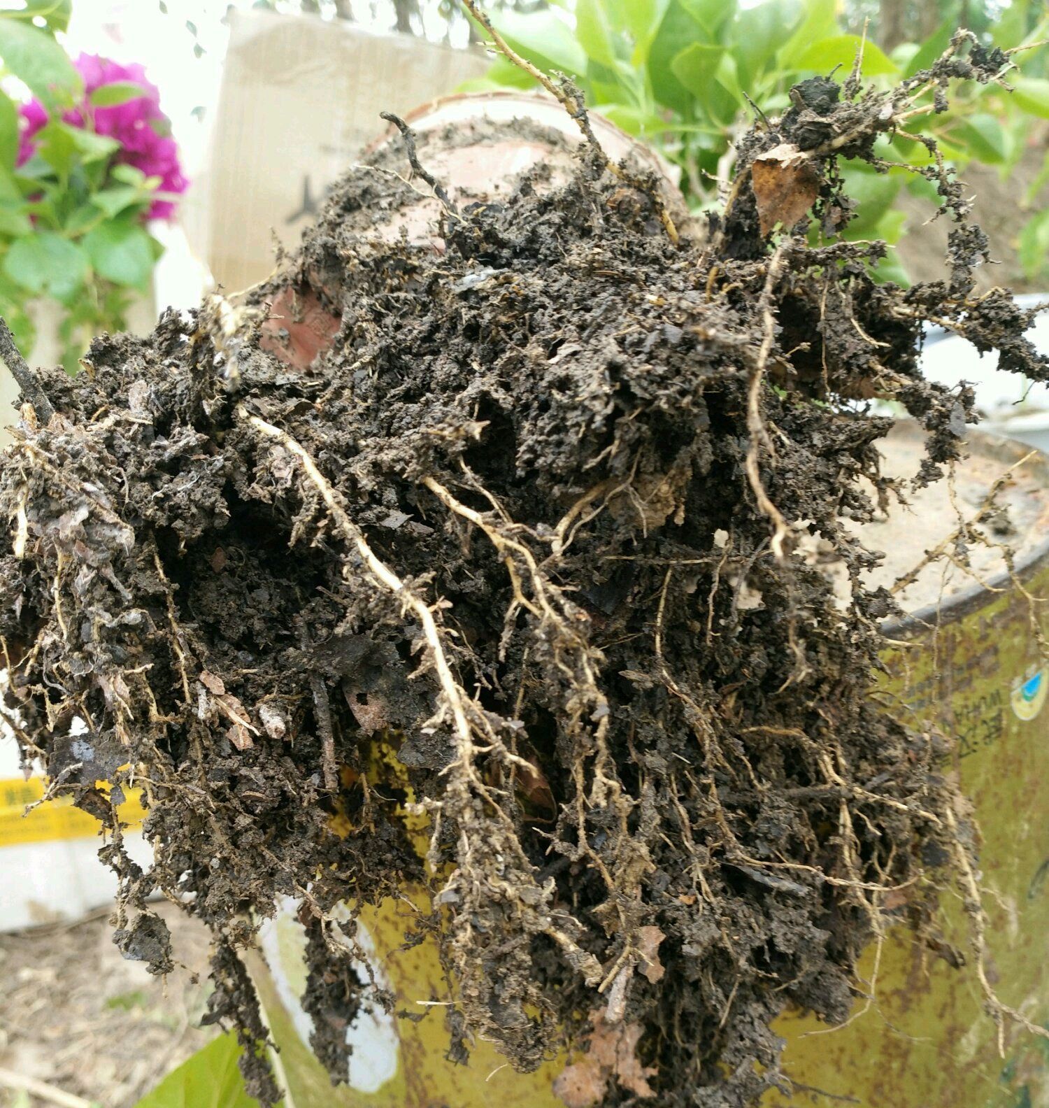 三角梅控水后还是开花少又少只需一妙招,一个星期开花爆盆