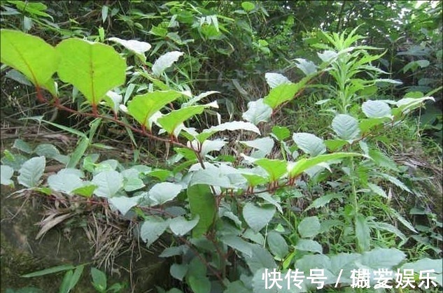 野草|农村路边让人讨厌的野草却有大作用,去疤不留痕迹,比精油好多了