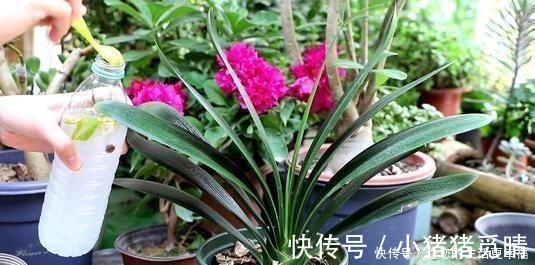 君子兰|大姐养了七年君子兰，只用3种营养肥，不花大钱也能爆盆开花！