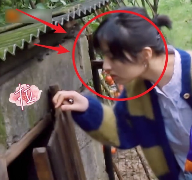 张艺兴 张艺兴去鸡窝掏鸡蛋,看到张子枫的举动,妹妹变得开朗调皮了