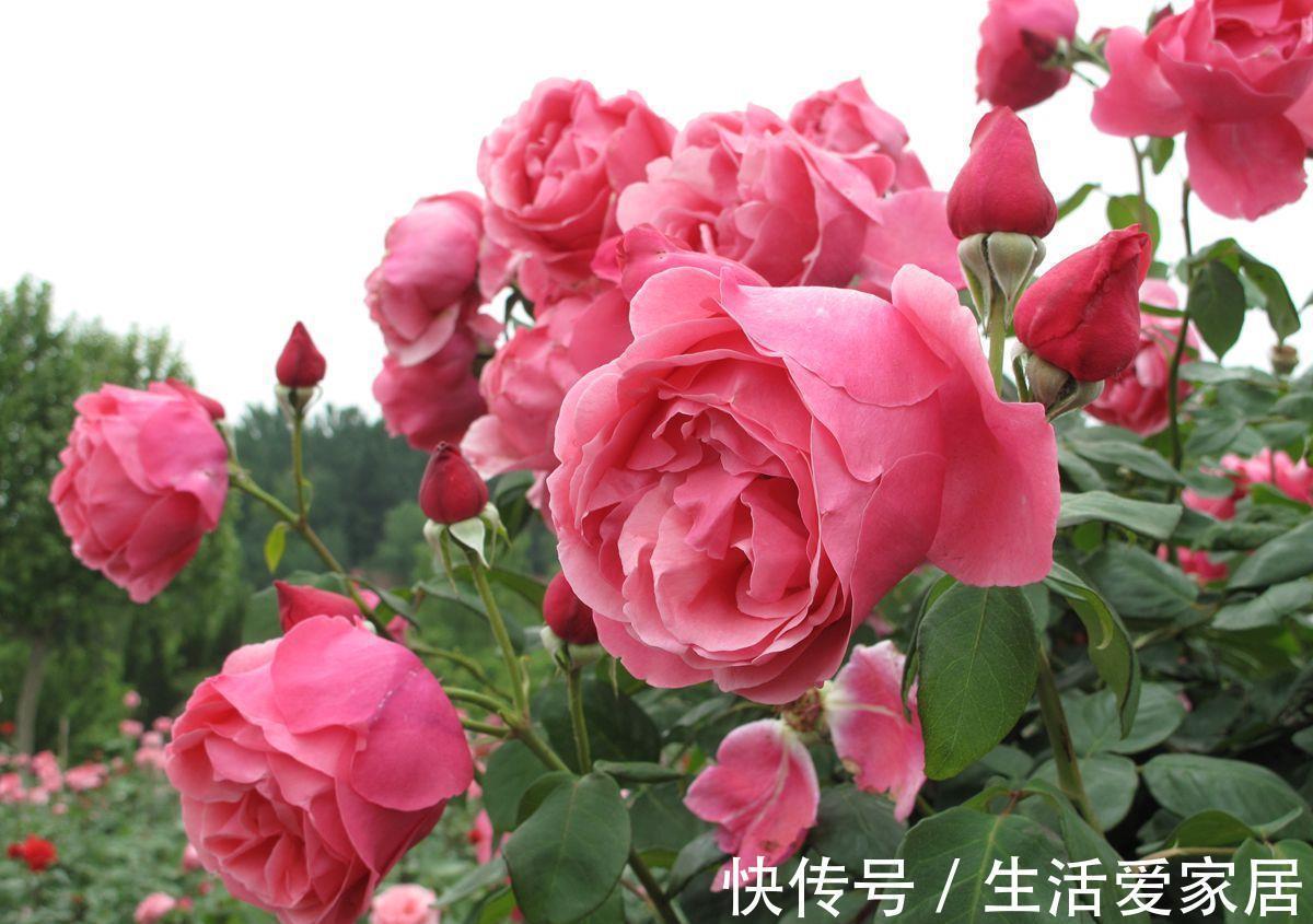 茶花|3种花，进入9月容易“饿”，多晒太阳，施对肥，很快开出碗大的花