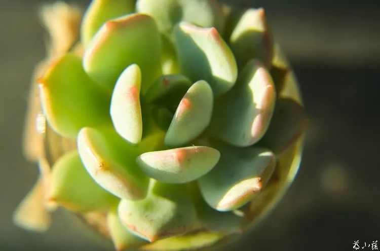 面朝大海的多肉们,在四季变迁中生生不息!