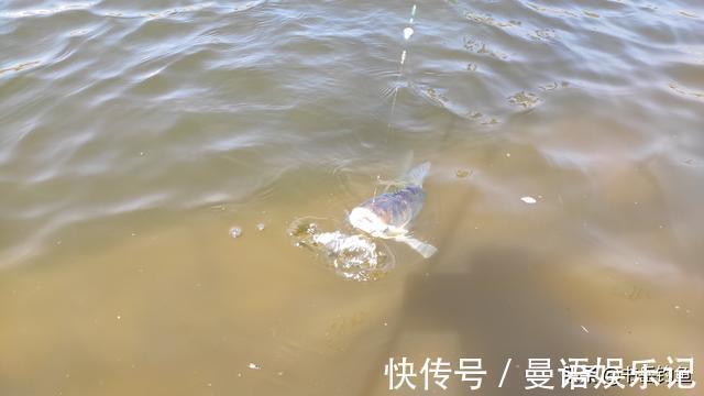 禁渔|水库禁渔一年开放垂钓,鱼情变化出乎意料!单一禁渔行动提前叫停