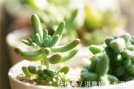 多肉植物|碰到这几种情况,多肉别浇水了!多浇一点就死翘翘