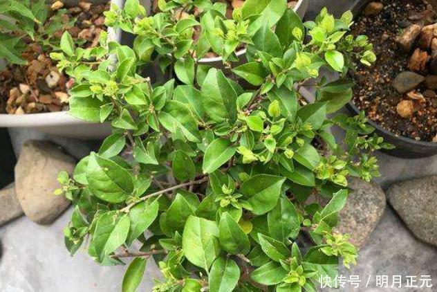 修剪|三角梅迟迟不开花,4个方法催花,2个月后就开花,又多又鲜艳