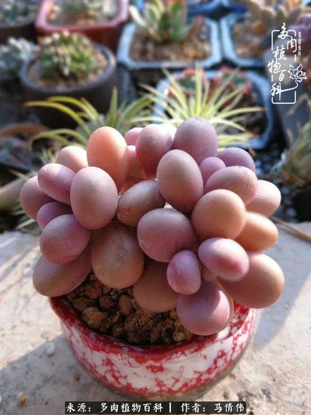 养多肉如同种下希望，因为美丽总在下一个季节！