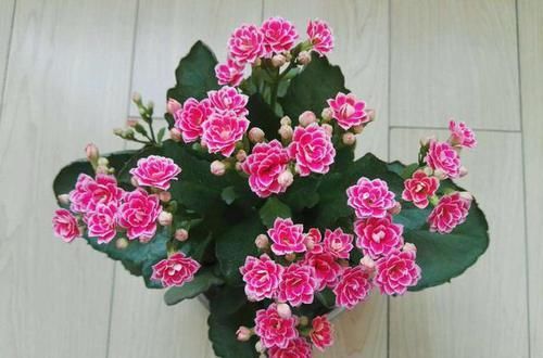 枝条|长寿花枝条变软,剪1刀,浇点这种水,过年就开花