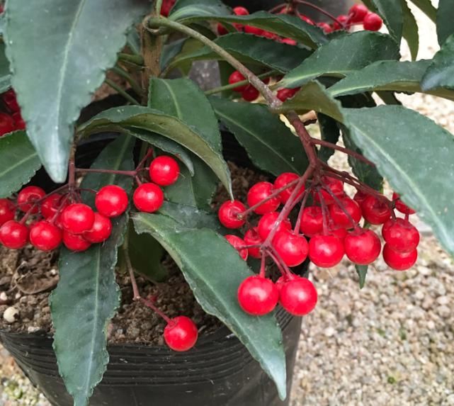 俗称“黄金万两”，野生不多，山里若能有幸偶遇，请珍惜移植