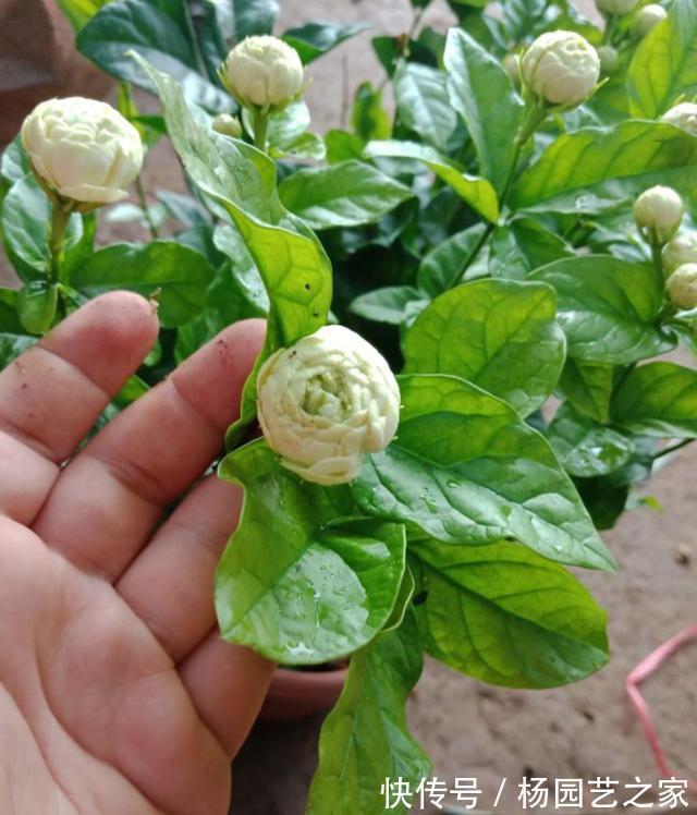 茉莉中“老大难”,虎头茉莉真难养?牢记4技巧,轮番开花赛牡丹