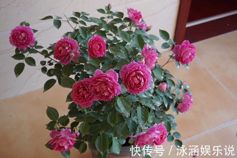 玫瑰|漂亮不输玫瑰，花期很长，花香四溢，养护简单，此盆栽花值得拥有