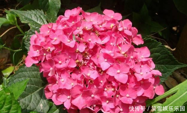 养花技巧:醋、橘子皮、小苏打用来养花,好处多!