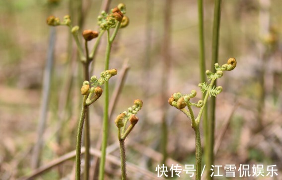 野菜|开春挖野菜,送你“野菜大图鉴”,教你轻松识别20种野菜