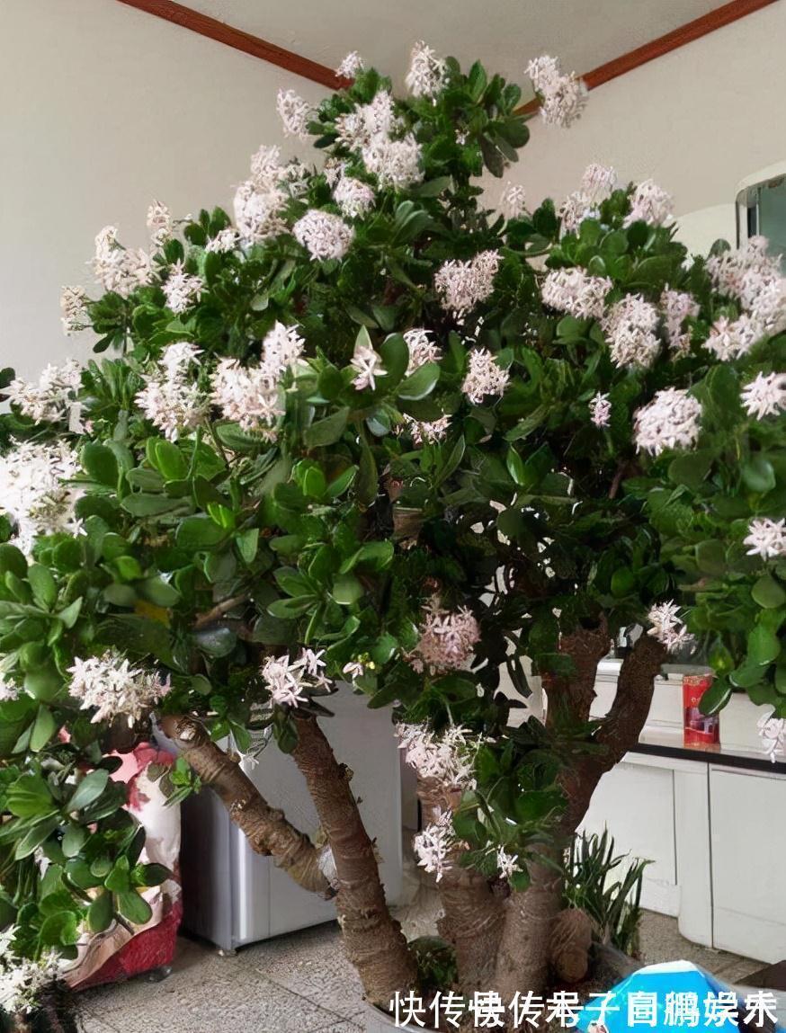 5种“长命花”,富贵又吉利,越养越值钱,赶紧养一盆做传家宝