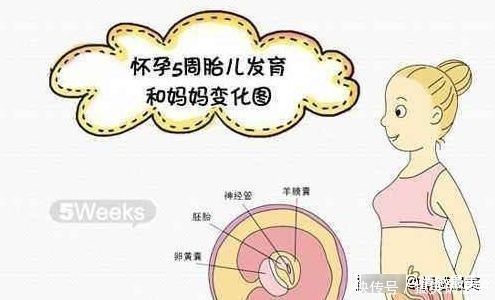 怀孕五个月男孩肚子图 怀孕五个月男孩肚子图