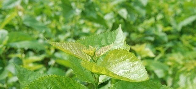 糖尿病人|糖尿病人不能碰甜食告诫4种“升糖王”才最该忌口,别不自知