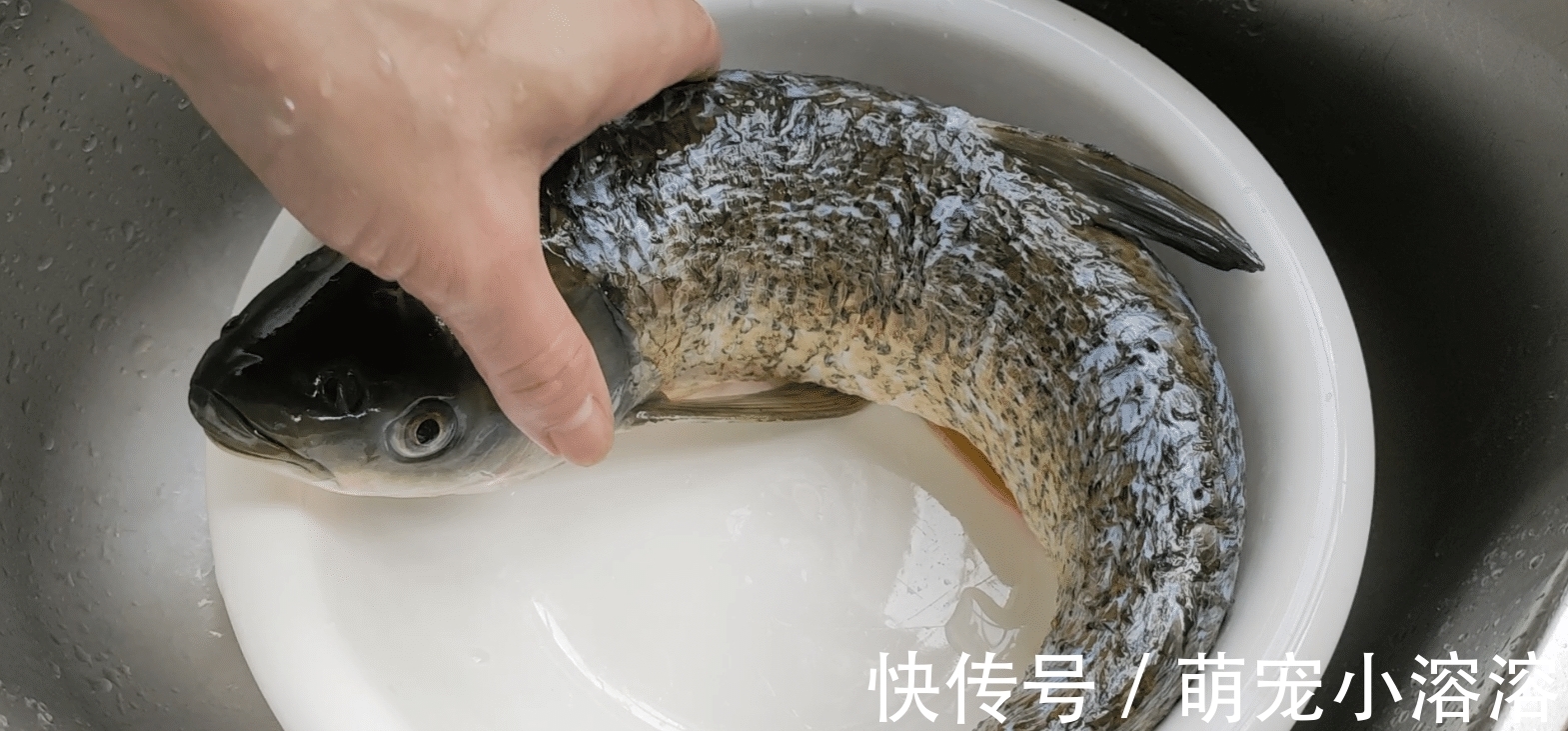 姜葱|草鱼这样做,酥香好吃又开胃,配料做法简单,一次做3斤也不够吃