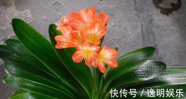 20cm|养君子兰,学会关键1招,叶片油绿,花开不停,一次开花几十朵!