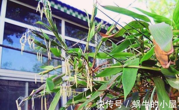 搬家|老话说竹子开花，马上搬家，竹子开花为什么要搬家，确有道理