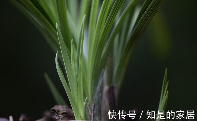 养兰花不会施肥怎么办?专为新手定制的技巧,不施肥养兰法